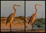 (19) great blue heron montage.jpg    (1000x720)    230 KB                              click to see enlarged picture
